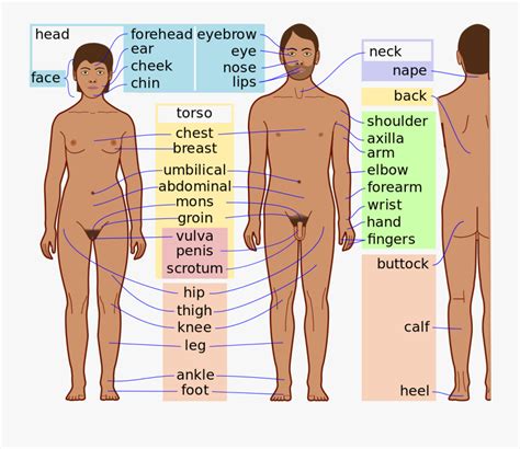 This article looks at female body parts and their functions, and it provides an interactive diagram. Clip Art Female Body Parts Pictures - Body Parts Of Men ...