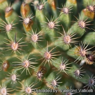 Always take into consideration the climate and time how to maintain humidity. Mammillaria huitzilopochtli