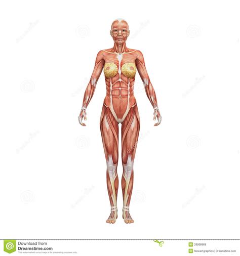 From medial surface of the 2 dentary bones i: Female Human Anatomy And Muscles Stock Illustration ...