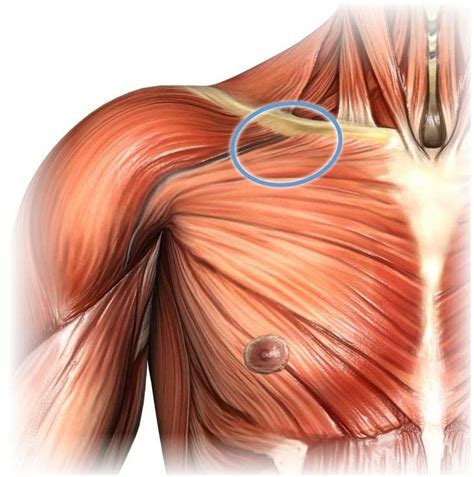 The pectoralis major is also, interestingly, one of the only muscles in the human body that is almost always much larger in men than it is in women, which accounts for much of the difference in upper body strength between the genders. How to find and massage Perfect Spot #9, a common trigger point in the pectoralis major muscle ...