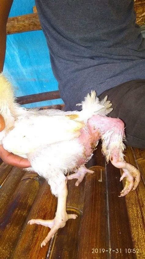 We did not find results for: Viral Foto Ayam Broiler UNIK Berbuntut Kaki Ayam di ...