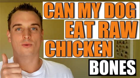 But, what about zucchini and can dogs eat zucchini? Can My Dog Eat Raw Chicken Bones - YouTube
