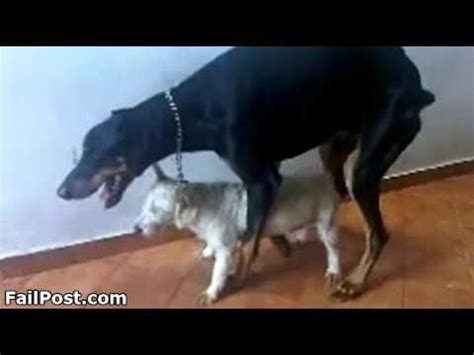 My gsd was neutered when i found him on the street. Dog Mating Fail - YouTube