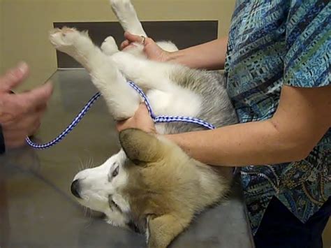 ( i do this while i study or watch movie) doesn't required lot of attention. Malamute Dogs: How To Be Alpha