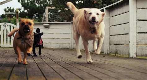 Ist die entscheidung für einen hund als neues familienmitglied gefallen, soll er auch einen schönen, passenden namen bekommen. Pin auf Dogs