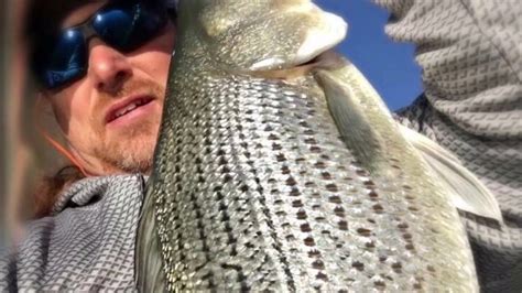 A mile wide and three miles long, carter lake is a fishing paradise with plenty of water to explore. Carters lake striper fishing - YouTube