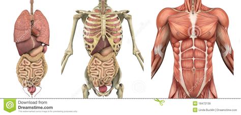 Even inside the torso itself, the temperature varies slightly. TH1: Thema 3 ORGANEN EN CELLEN - Lesmateriaal - Wikiwijs