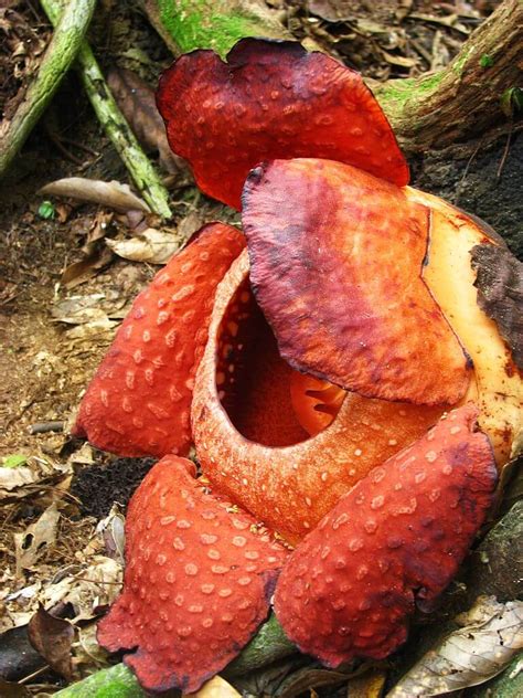 Comunicazione e politica, sorrisi e provocazioni. Trovato un gigantesco fiore di Rafflesia, il nuovo record mondiale di dimensioni - La Rivista ...