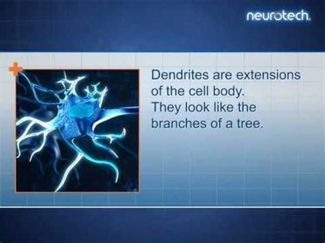 What does a neuron compute? Neuron Function in the Body - YouTube