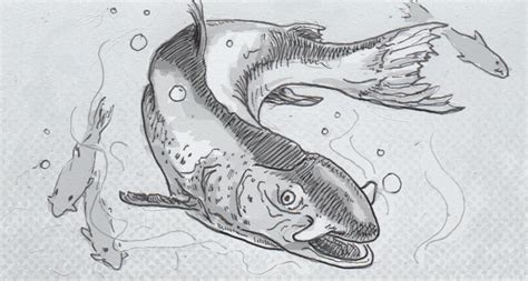 It contains the pacific salmon and pacific trout. Intact skull specimens show ancient salmon had tusks, not ...