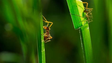 Ants are not generally considered dangerous pests, but they can pose significant health and cosmetic damage to turf grass. BBC One - Grass-cutter ants harvest more grass than all ...