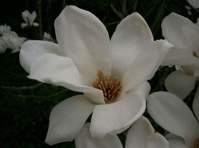 It has been cultivated in chinese buddhist temple gardens since 600 ad. Xin Yi Hua (Magnolia denudata) - Jade Institute Classes