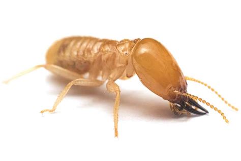 This video is about how to do marketing for pest control and exterminators. What Does a Termite Look Like? | Leo's Pest Control ...