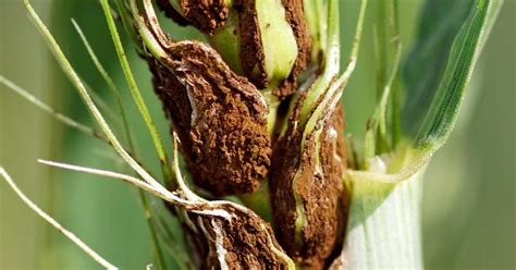 Pest control can be something you start practicing with at the very start with your hydroponic system. Smuts - treatment and control | lovethegarden