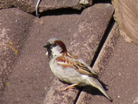 Region aus und entdecken sie die ergebnisse in der rubrik haus kaufen im ausland. 56 Top Images Wann Brüten Spatzen / Haussperling Spatz ...