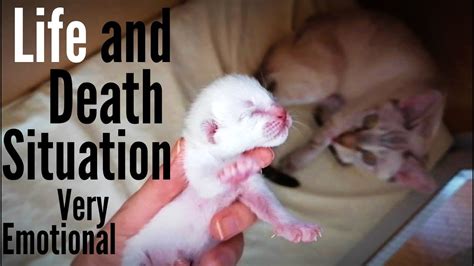 How to knoe what killded my kitten. How my Cat Almost Died With Her Kittens - YouTube