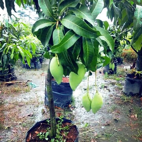 Perhutanan dan perikanan juga merupakan industri yang mustahak, dan negeri ini sedang mengambil tindakan untuk menarik perusahaan kecil dan sederhana. pokok mangga harum manis kawen | Shopee Malaysia