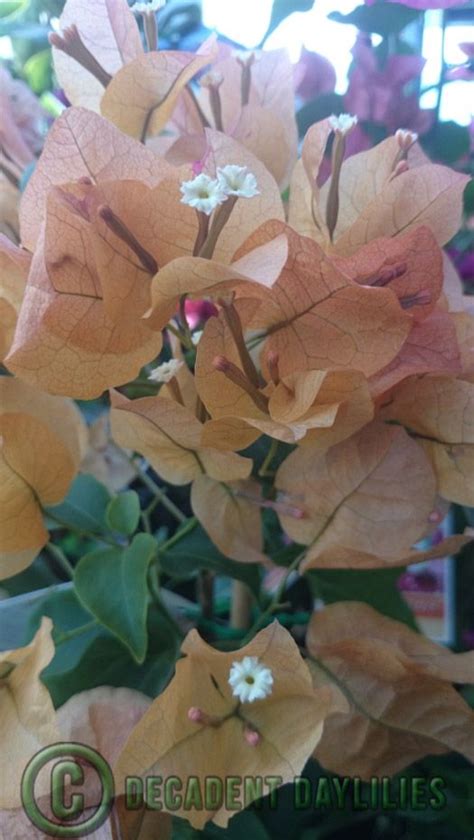 Jul 11, 2020 · most plants need about a year to establish growth, get rooted, and become acclimated to your yard before becoming truly drought tolerant. Bougainvillea is Long Flowering Drought Tolerant & Frost ...