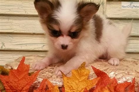 Maybe you would like to learn more about one of these? Chihuahua puppy for sale near Houston, Texas | 3b203656-d321 | Chihuahua puppies, Puppies, Chihuahua