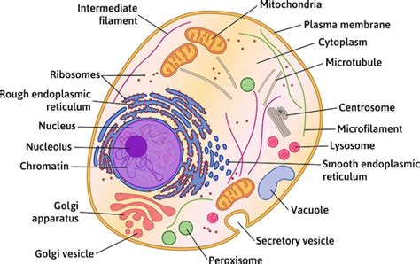 It is a molecule made up of a helical ribbon of phosphates and sugars like a spiral ladder. Animal Cell - The Definitive Guide | Biology Dictionary