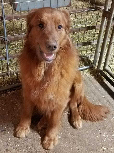 He is good on hips and has never had any health problems. Golden Retriever Puppies For Sale | Waynesfield, OH #270542