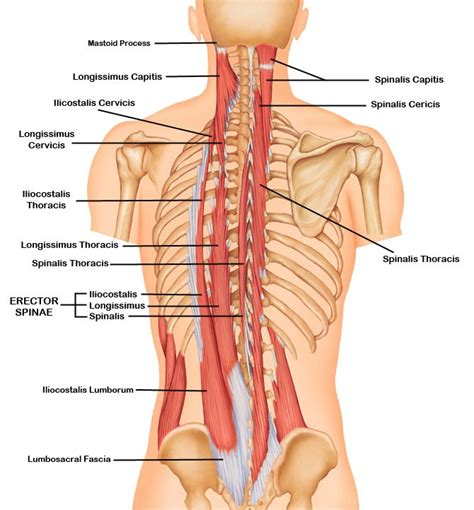 Front view of muscles, skeleton, organs, nervous system. Deep Muscles of the Back - Erector Spinae • Bodybuilding ...