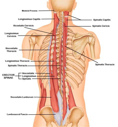 This video will be helpful in understanding the anatomy of back muscles and it's classification in terms of bodybuilding. Deep Muscles of the Back - Erector Spinae • Bodybuilding ...