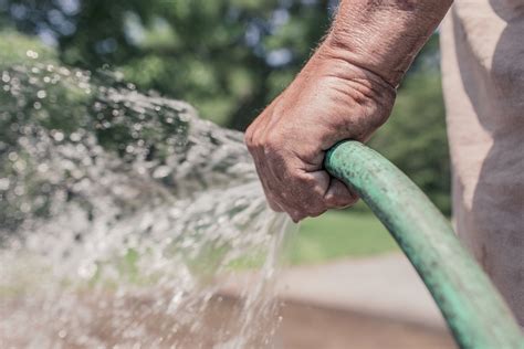 Check spelling or type a new query. How Much Water Do Trees Need? - Evergreen Arborist Consultants