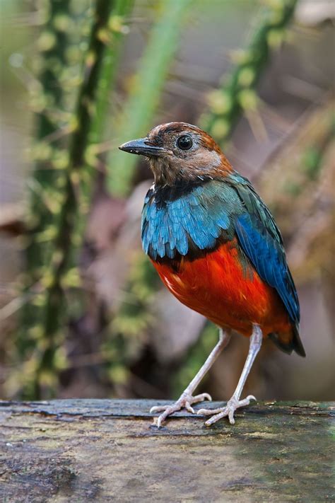 Check out our paradise bird set selection for the very best in unique or custom, handmade pieces from our shops. Sulawesi Pitta (Erythropitta celebensis, Erythropitta ...