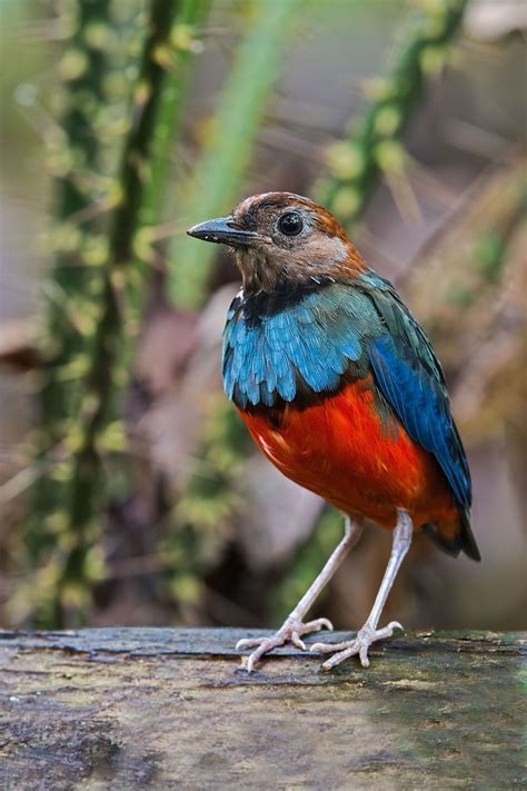 Looking for paradise birds katrin? Sulawesi Pitta (Erythropitta celebensis, Erythropitta erythrogaster celebensis) (มีรูปภาพ ...