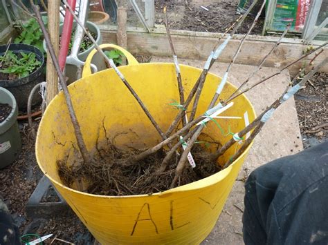 Budding, which is just another form of grafting is the most widely used method of grafting fruit trees. An English Homestead: Stone Fruit & Pear Grafted