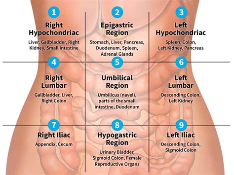 Four abdominal quadrants right upper quadrant liver gallbladder duodenum head of the pancreas right adrenal gland upper lobe of right kidney hepatic flexure of документы, похожие на «organs in the body quadrants and regions». 9 Regions of the Abdomen in 2020 (With images) | Medical ...