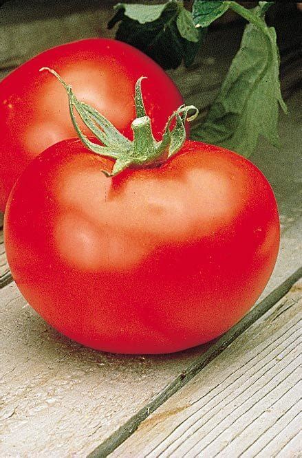 With its affordable price, you already have a set of 50 better boy. Better Boy Hybrid VFNASt Tomato Seeds — Seeds 'n Such