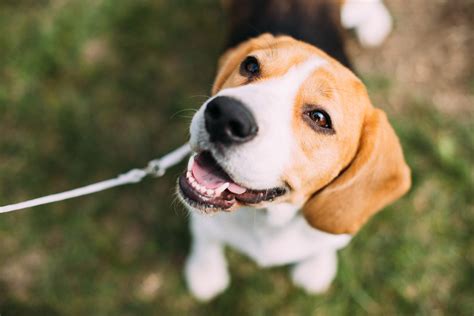 Die zahlung der abfindung erfolgt überwiegend freiwillig abfindung: Wann werden Hunde geschlechtsreif? » Tierischehelden