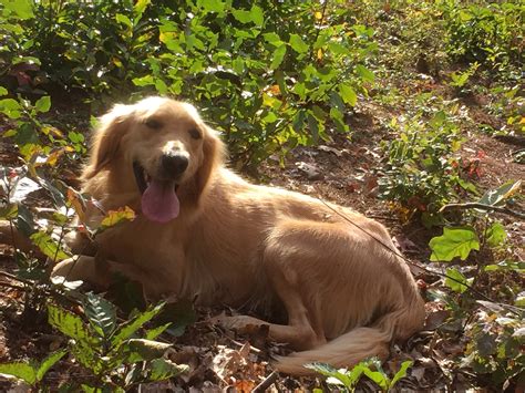 Golden retriever puppies make excellent family pets and we have a wide selection of puppies for you. AKC Golden Pups - Golden Retriever Puppies New Hampshire