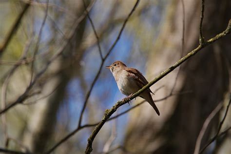 Die nachtigall (luscinia megarhynchos) ist eine vogelart aus der ordnung der sperlingsvögel (passeriformes), unterordnung singvögel (passeres). Nachtigall Foto & Bild | tiere, wildlife, wild lebende ...