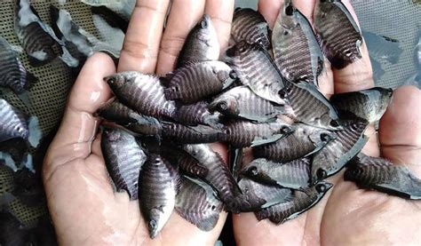 Resep hidangan ini juga dilengkapi dengan berbagai resep ikan lainnya seperti. Ini Dia Tempat Jual Beli Bibit Ikan Nila Kualitas Terbaik - Aplikasi Pertanian & Media ...