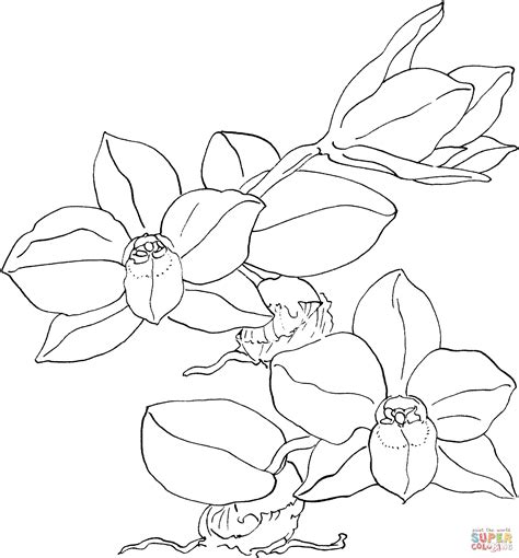 22 sep 2020 explora el tablero de bibiana marin tulipanes para colorear en pinterest. Dibujo de Orquídea Sophronitis Cernua para colorear ...