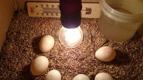 Maybe you would like to learn more about one of these? √ Cara Menetaskan Telur Ayam Dengan Kardus & Tanpa Lampu