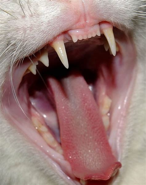 Cat teething happens when the kittens are young. Cats Teeth