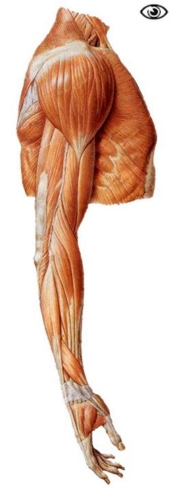Forms rounded part of shoulder; Skeletal/Muscular System - Morales Biology