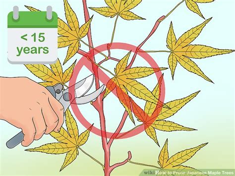 When maples are pruned in late winter or early spring the wounds can be more damaging. The Best Way to Prune Japanese Maple Trees - wikiHow