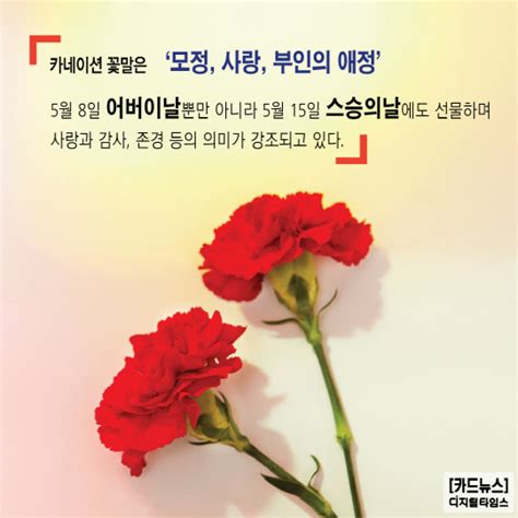 카네이션 바구니 카네이션 박스 카네이션 코사지 어버이날 초보 수업 how to make a parent's day flower basket, flower box, corsagedetable flower. 카드뉴스 어버이날 카네이션 유래와 꽃말 - 디지털타임스