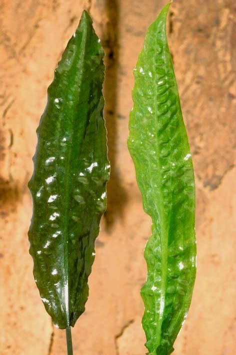 Cryptocoryne wendtii is one of the most popular, and widely available aquatic plants in the aquarium hobby. Cryptocoryne usteriana