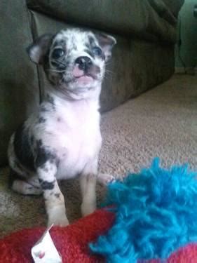 We had a litter of 6 males. Purebreed applehead merle chihuahua puppies! for Sale in ...