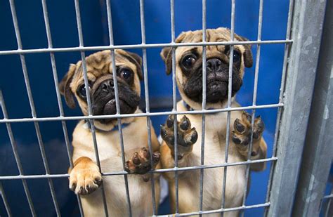 Interested in booking a trip to las vegas and want to take your pet along? Shop and adopt: What you need to know about Vegas' new pet ...