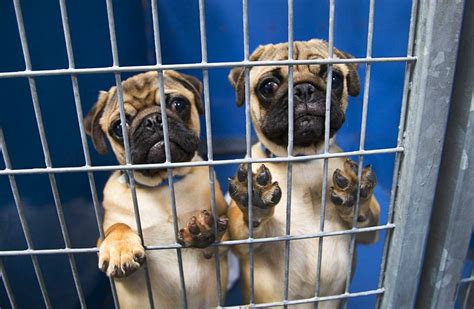 We treat them as part of the household; Shop and adopt: What you need to know about Vegas' new pet ...