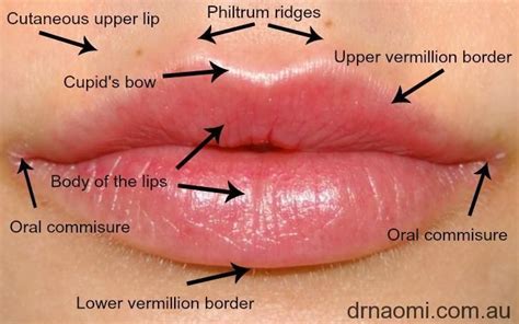 Major muscles of the body, with their common names and scientific (latin) names your job is to diagram and label the major muscle groups, for both the anterior (frontal) view and the. Lip Anatomy | Dermal fillers, Lip enhancement, Botox