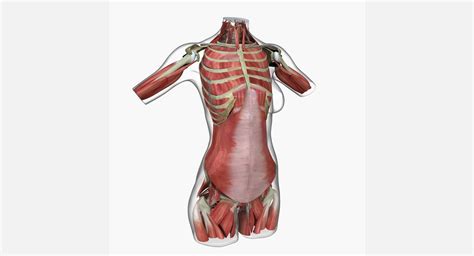 Intrinsic back muscles often occur in exams. Female Torso Muscle Anatomy Combo 3D Model