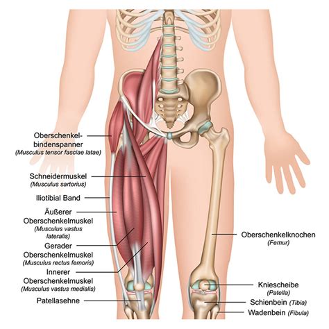 Wenn ich morgens aufwache merke ich. Oberschenkelschmerzen: Symptome, Vorbeugung und Behandlung